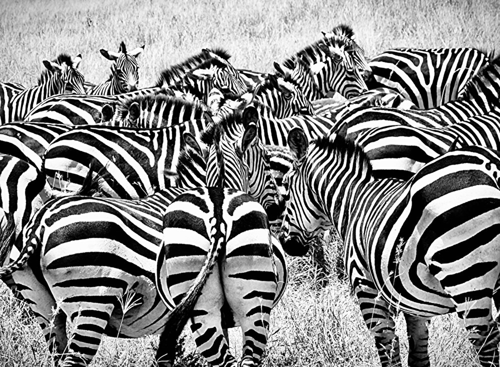 zebras-in-serengeti_t20_ynP6XL