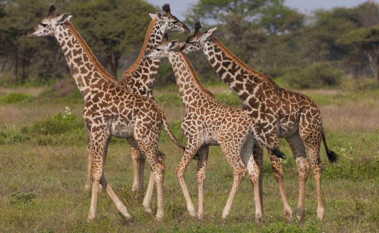 10 Days Northern Tanzania  Combo  Safari