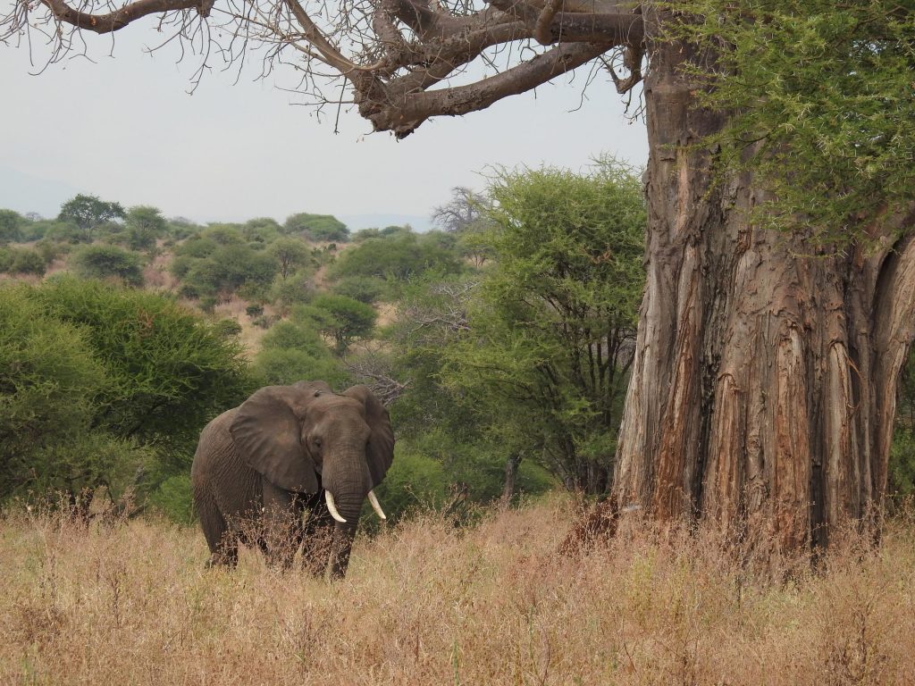 Day Trip Tarangire National Park