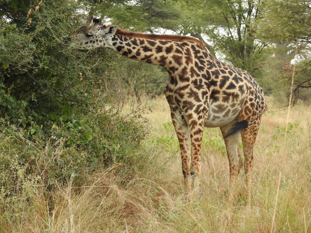 7 Days Tanzania Experience Safari