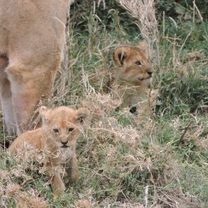 8  Days Tanzania Migration Following  Safari