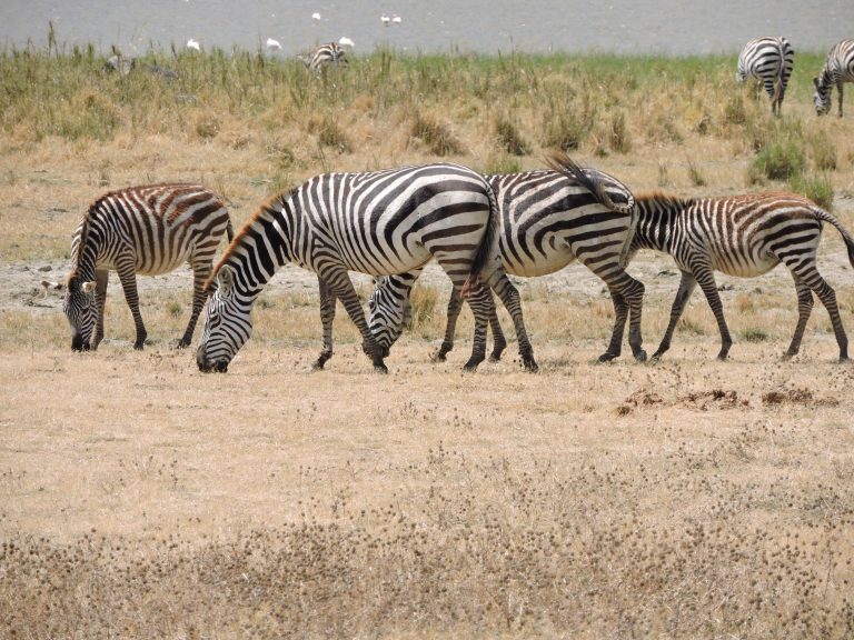 8 Days Serengeti Plains Safaris