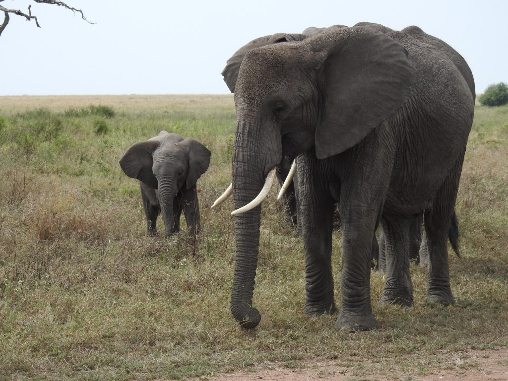 Day trip to Arusha National Park