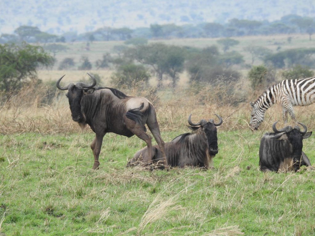 8 Days Serengeti Plains Safari with Hadzabes