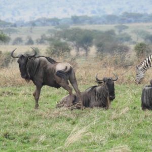 8 Days Serengeti Plains Safari with Hadzabes