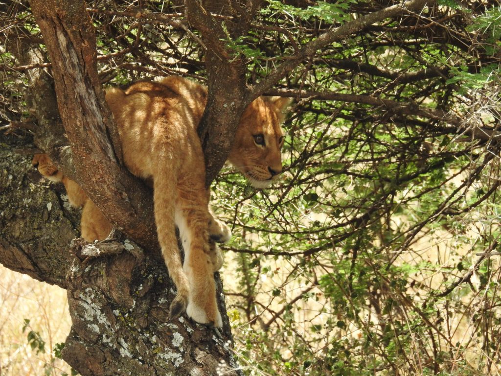 Day Trip To Lake Manyara National Park