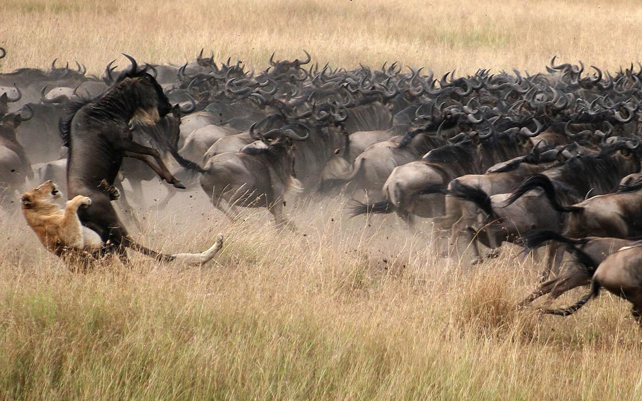 8-Days-Ndutu-Migration-Tarangire-Ndutu-Serengeti-and-Ngorongoro-Crater