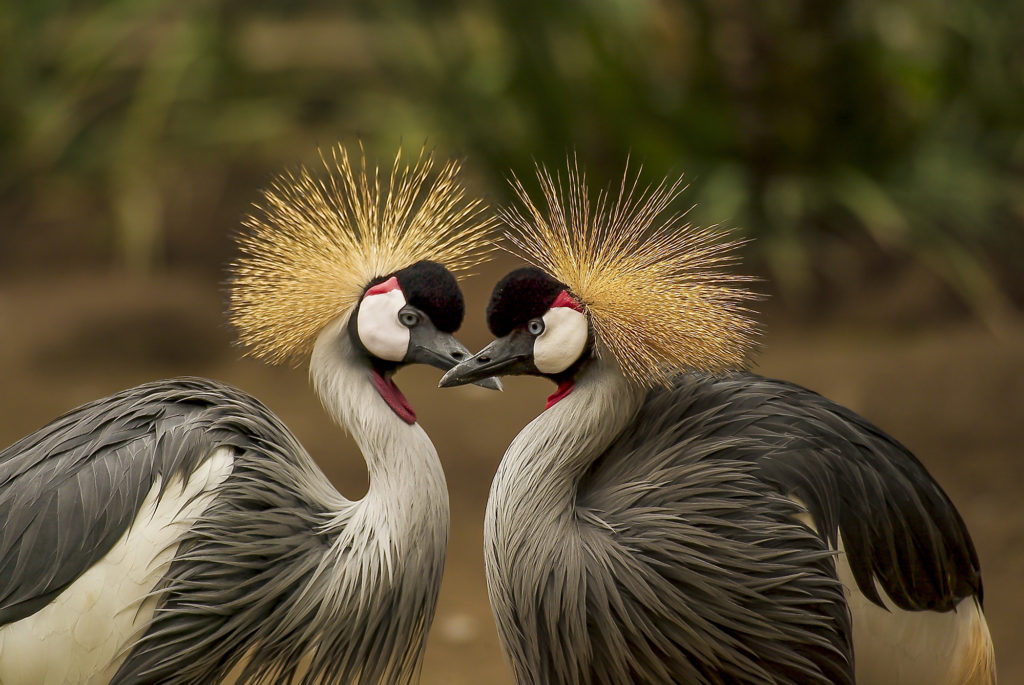 animal-animal-world-avian-45853-web-1024x685-1