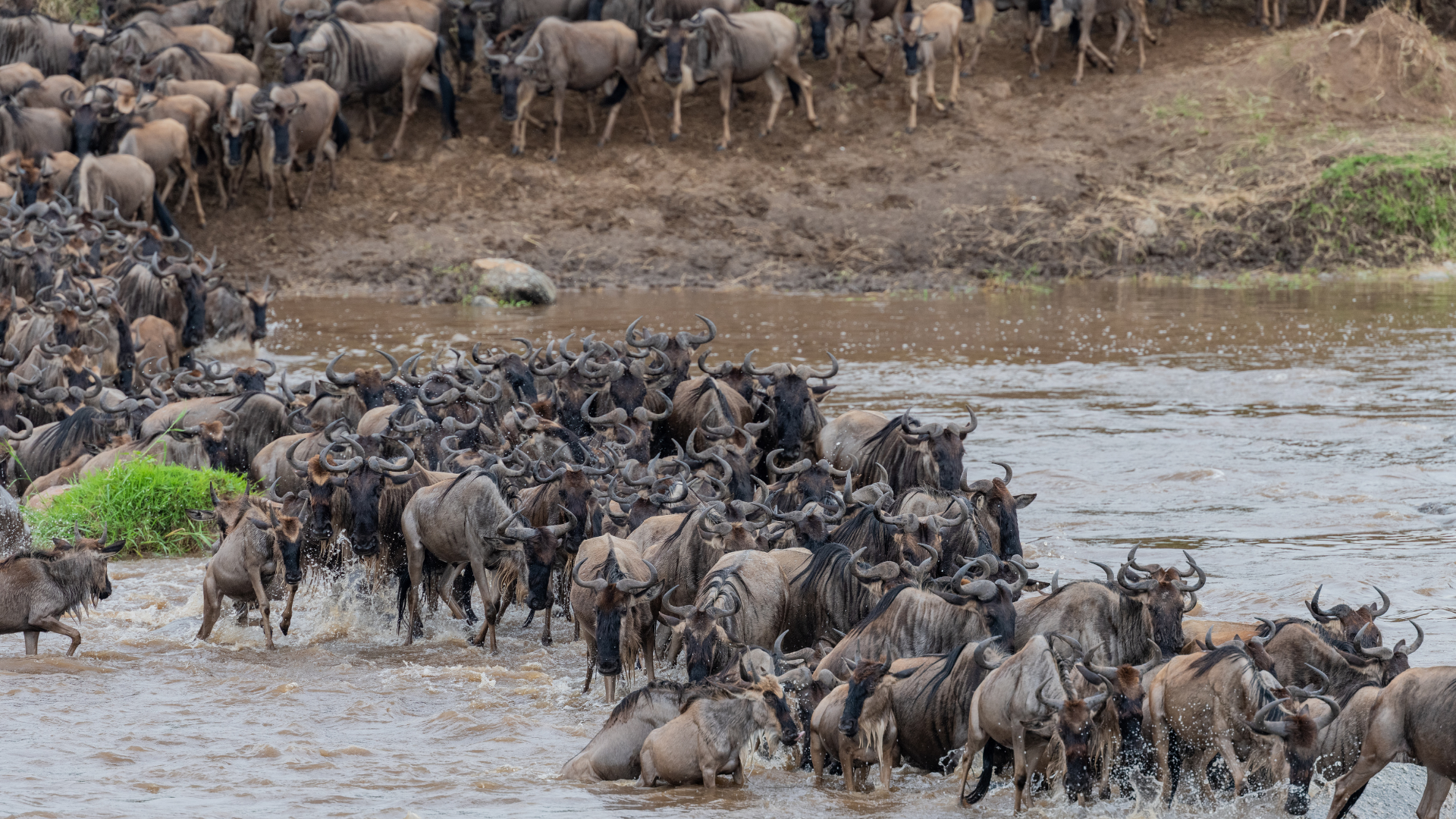 migration